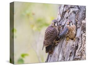 Wyoming, Sublette County, American Kestrels Fledging Nest-Elizabeth Boehm-Stretched Canvas