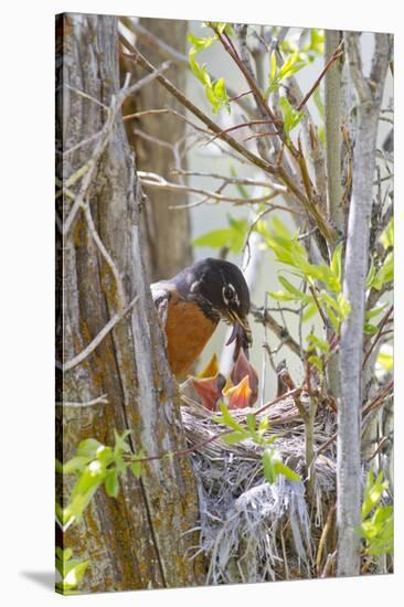 Wyoming, Sublette County, American Robin Feeding Nestlings Worms-Elizabeth Boehm-Stretched Canvas