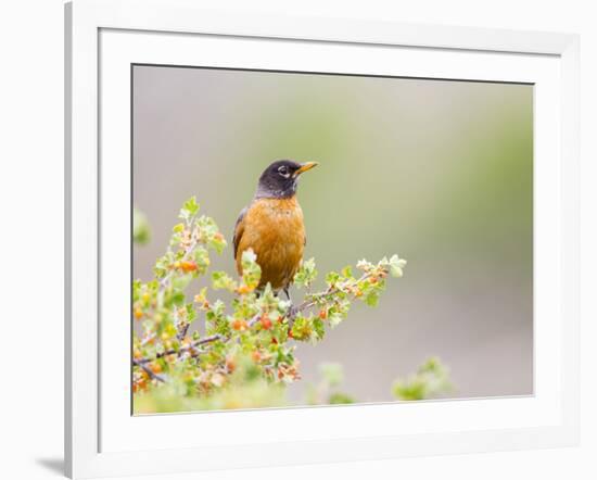 Wyoming, Sublette County, an American Robin Sits in a Current Bush-Elizabeth Boehm-Framed Photographic Print