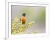 Wyoming, Sublette County, an American Robin Sits in a Current Bush-Elizabeth Boehm-Framed Photographic Print