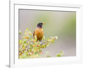Wyoming, Sublette County, an American Robin Sits in a Current Bush-Elizabeth Boehm-Framed Photographic Print