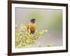 Wyoming, Sublette County, an American Robin Sits in a Current Bush-Elizabeth Boehm-Framed Photographic Print