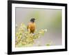 Wyoming, Sublette County, an American Robin Sits in a Current Bush-Elizabeth Boehm-Framed Photographic Print