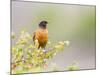 Wyoming, Sublette County, an American Robin Sits in a Current Bush-Elizabeth Boehm-Mounted Photographic Print