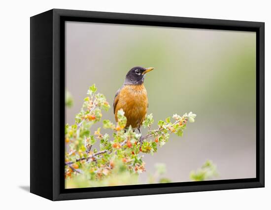 Wyoming, Sublette County, an American Robin Sits in a Current Bush-Elizabeth Boehm-Framed Stretched Canvas