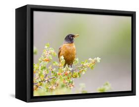 Wyoming, Sublette County, an American Robin Sits in a Current Bush-Elizabeth Boehm-Framed Stretched Canvas