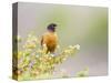 Wyoming, Sublette County, an American Robin Sits in a Current Bush-Elizabeth Boehm-Stretched Canvas