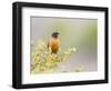 Wyoming, Sublette County, an American Robin Sits in a Current Bush-Elizabeth Boehm-Framed Photographic Print