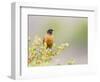 Wyoming, Sublette County, an American Robin Sits in a Current Bush-Elizabeth Boehm-Framed Photographic Print