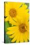 Wyoming, Sublette County, Arrow Leaf Balsamroot Flowers in Bloom-Elizabeth Boehm-Stretched Canvas