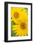 Wyoming, Sublette County, Arrow Leaf Balsamroot Flowers in Bloom-Elizabeth Boehm-Framed Photographic Print