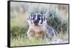 Wyoming, Sublette County. Badger standing in the sagebrush with mosquitoes attacking it's head-Elizabeth Boehm-Framed Stretched Canvas