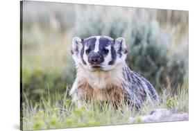 Wyoming, Sublette County. Badger standing in the sagebrush with mosquitoes attacking it's head-Elizabeth Boehm-Stretched Canvas