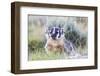 Wyoming, Sublette County. Badger standing in the sagebrush with mosquitoes attacking it's head-Elizabeth Boehm-Framed Photographic Print