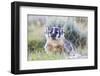 Wyoming, Sublette County. Badger standing in the sagebrush with mosquitoes attacking it's head-Elizabeth Boehm-Framed Photographic Print