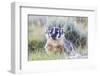 Wyoming, Sublette County. Badger standing in the sagebrush with mosquitoes attacking it's head-Elizabeth Boehm-Framed Photographic Print