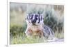 Wyoming, Sublette County. Badger standing in the sagebrush with mosquitoes attacking it's head-Elizabeth Boehm-Framed Photographic Print