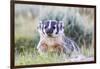 Wyoming, Sublette County. Badger standing in the sagebrush with mosquitoes attacking it's head-Elizabeth Boehm-Framed Photographic Print