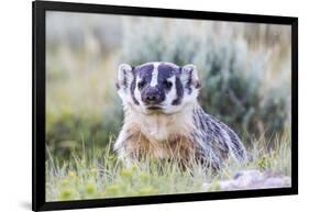 Wyoming, Sublette County. Badger standing in the sagebrush with mosquitoes attacking it's head-Elizabeth Boehm-Framed Photographic Print