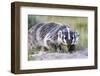 Wyoming, Sublette County. Badger walking in a grassland showing it's long claws-Elizabeth Boehm-Framed Photographic Print