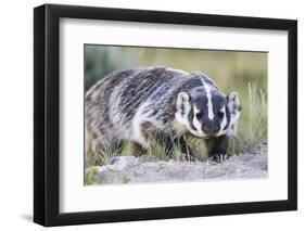 Wyoming, Sublette County. Badger walking in a grassland showing it's long claws-Elizabeth Boehm-Framed Photographic Print