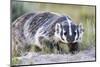 Wyoming, Sublette County. Badger walking in a grassland showing it's long claws-Elizabeth Boehm-Mounted Photographic Print