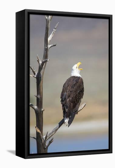 Wyoming, Sublette County, Bald Eagle Calling from Snag-Elizabeth Boehm-Framed Stretched Canvas