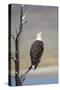 Wyoming, Sublette County, Bald Eagle Calling from Snag-Elizabeth Boehm-Stretched Canvas