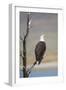 Wyoming, Sublette County, Bald Eagle Calling from Snag-Elizabeth Boehm-Framed Photographic Print