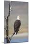 Wyoming, Sublette County, Bald Eagle Calling from Snag-Elizabeth Boehm-Mounted Photographic Print