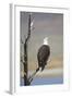 Wyoming, Sublette County, Bald Eagle Calling from Snag-Elizabeth Boehm-Framed Photographic Print