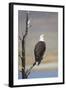 Wyoming, Sublette County, Bald Eagle Calling from Snag-Elizabeth Boehm-Framed Photographic Print