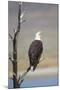 Wyoming, Sublette County, Bald Eagle Calling from Snag-Elizabeth Boehm-Mounted Photographic Print