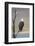 Wyoming, Sublette County, Bald Eagle Calling from Snag-Elizabeth Boehm-Framed Photographic Print