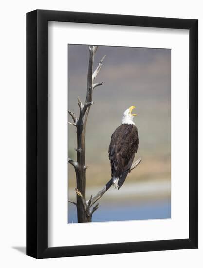 Wyoming, Sublette County, Bald Eagle Calling from Snag-Elizabeth Boehm-Framed Photographic Print