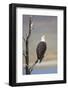 Wyoming, Sublette County, Bald Eagle Calling from Snag-Elizabeth Boehm-Framed Photographic Print