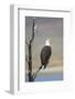 Wyoming, Sublette County, Bald Eagle Calling from Snag-Elizabeth Boehm-Framed Photographic Print