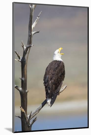 Wyoming, Sublette County, Bald Eagle Calling from Snag-Elizabeth Boehm-Mounted Photographic Print