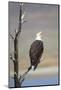 Wyoming, Sublette County, Bald Eagle Calling from Snag-Elizabeth Boehm-Mounted Photographic Print