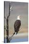 Wyoming, Sublette County, Bald Eagle Calling from Snag-Elizabeth Boehm-Stretched Canvas