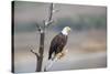 Wyoming, Sublette County, Bald Eagle Roosting on Snag-Elizabeth Boehm-Stretched Canvas