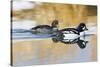 Wyoming, Sublette County, Barrows Goldeneye Pair Swimming in a Pond-Elizabeth Boehm-Stretched Canvas