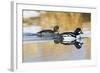 Wyoming, Sublette County, Barrows Goldeneye Pair Swimming in a Pond-Elizabeth Boehm-Framed Photographic Print