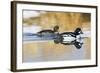 Wyoming, Sublette County, Barrows Goldeneye Pair Swimming in a Pond-Elizabeth Boehm-Framed Photographic Print