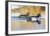 Wyoming, Sublette County, Barrows Goldeneye Pair Swimming in a Pond-Elizabeth Boehm-Framed Photographic Print