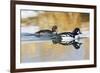 Wyoming, Sublette County, Barrows Goldeneye Pair Swimming in a Pond-Elizabeth Boehm-Framed Photographic Print