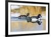 Wyoming, Sublette County, Barrows Goldeneye Pair Swimming in a Pond-Elizabeth Boehm-Framed Photographic Print