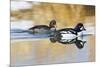 Wyoming, Sublette County, Barrows Goldeneye Pair Swimming in a Pond-Elizabeth Boehm-Mounted Photographic Print