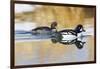 Wyoming, Sublette County, Barrows Goldeneye Pair Swimming in a Pond-Elizabeth Boehm-Framed Photographic Print