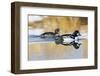 Wyoming, Sublette County, Barrows Goldeneye Pair Swimming in a Pond-Elizabeth Boehm-Framed Photographic Print